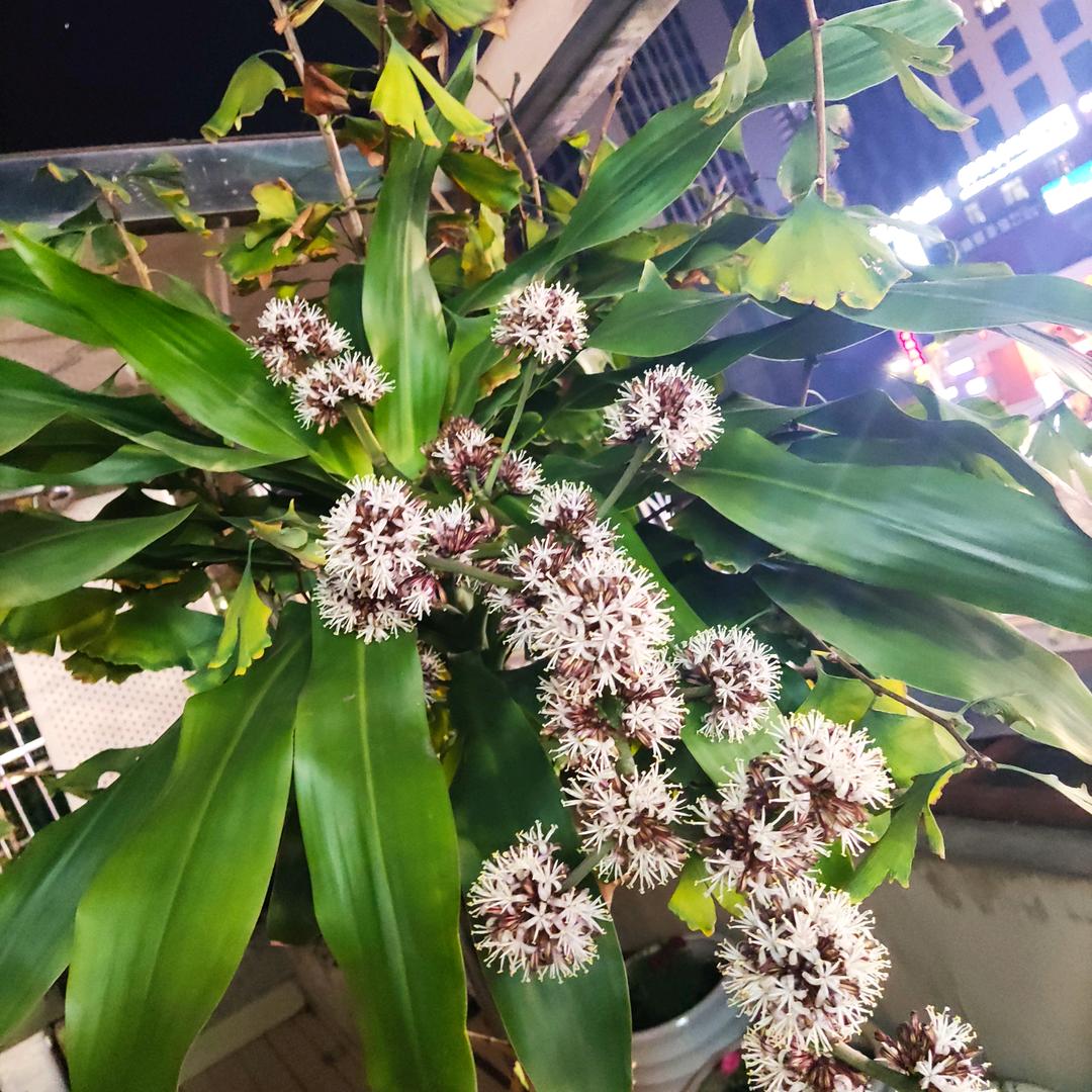 阿红