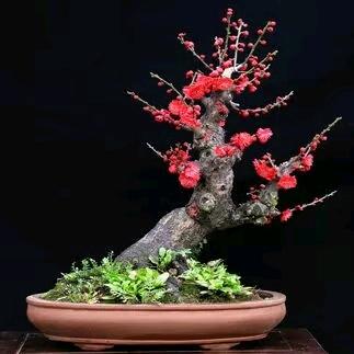 康馨予花卉