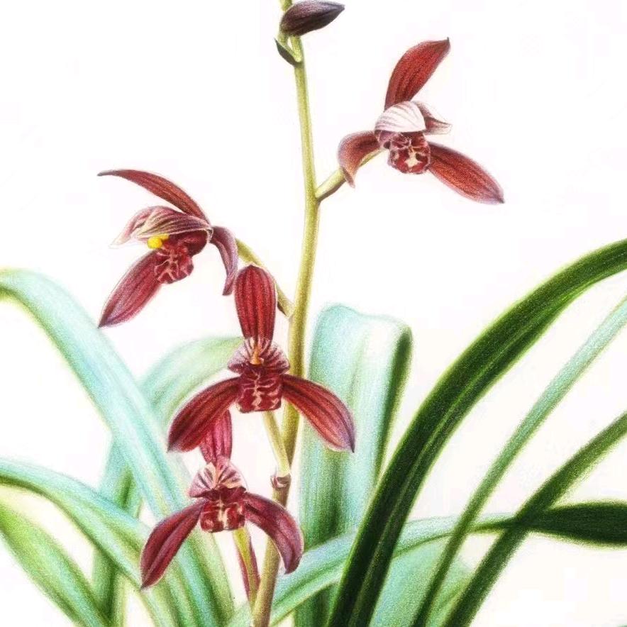 植梦兰业