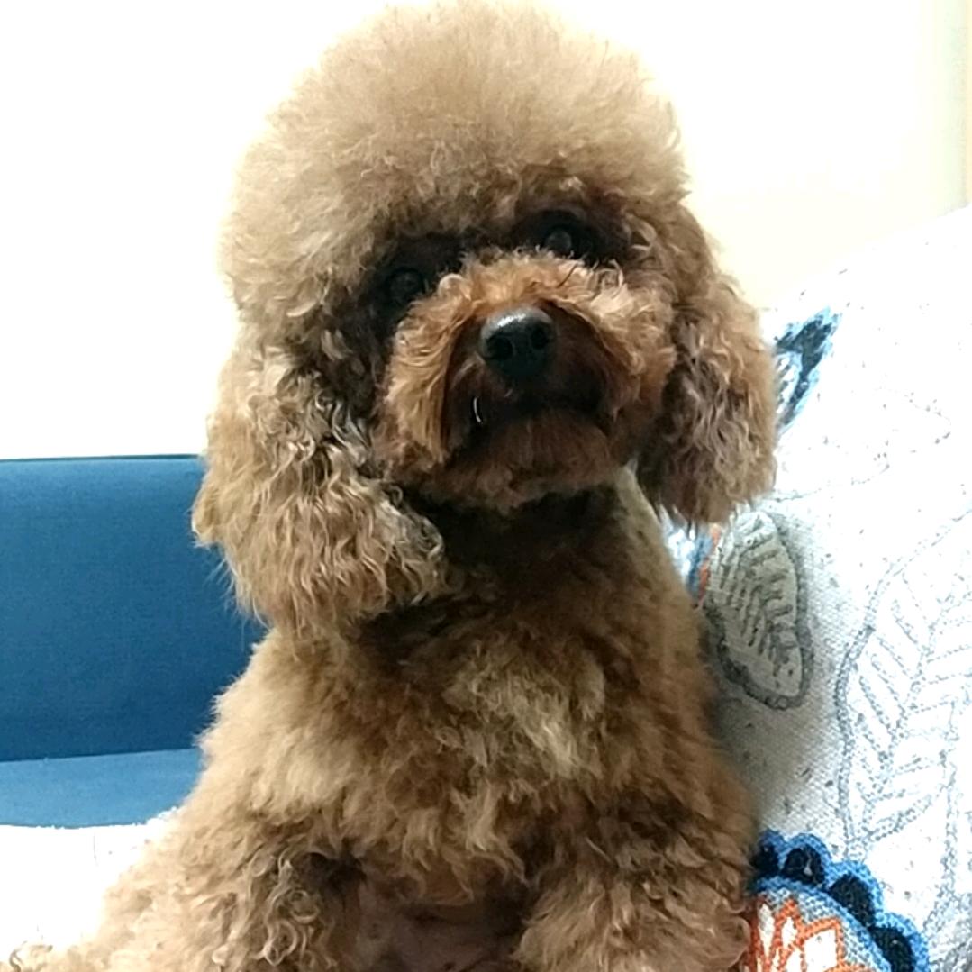 苏小忍&爱小动物