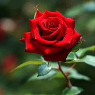 🌹？