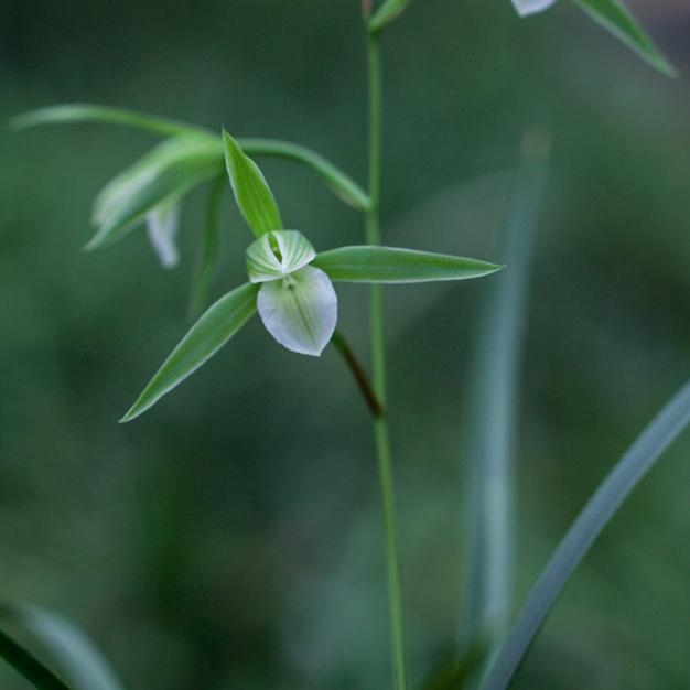 山海兰缘花卉
