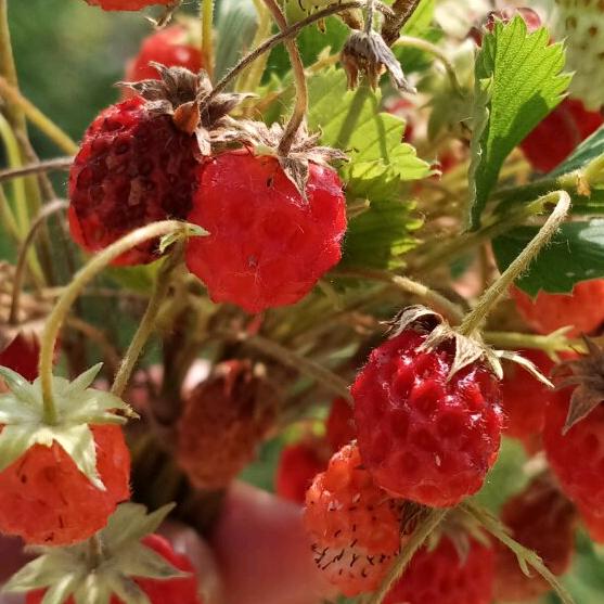 风雨彩虹铿锵玫瑰