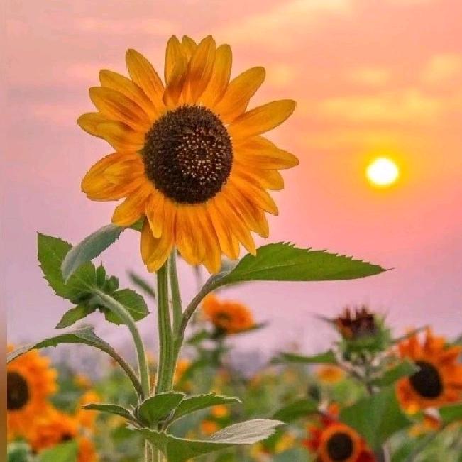 Your Little Sun!🇺🇦