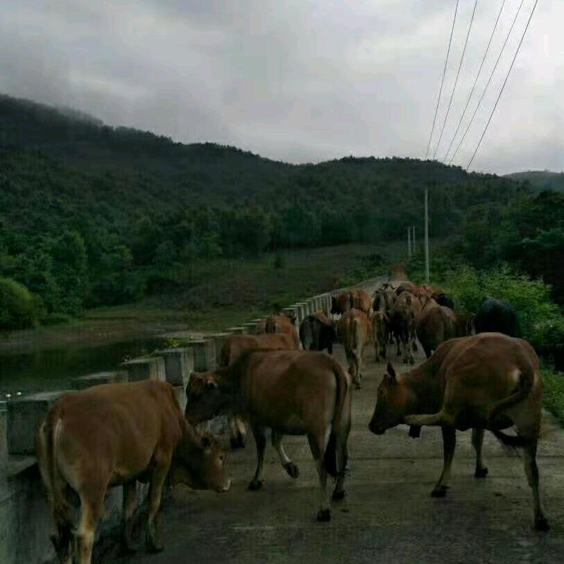 铜陵芬平少数民族农业种植专业合作