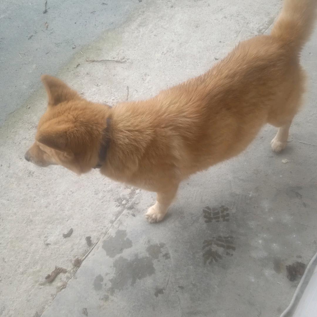 思爱