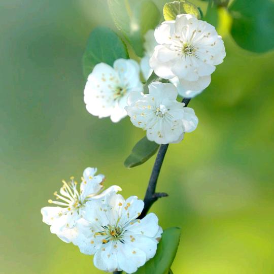 睢宁西关1802058****