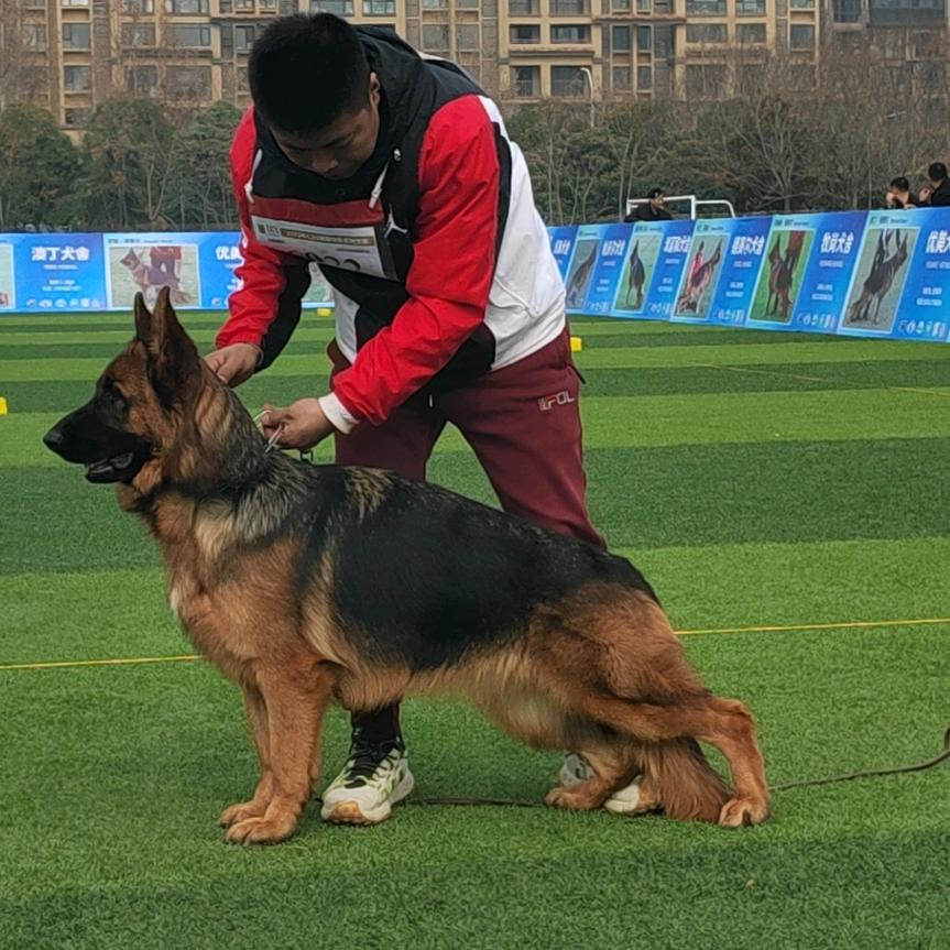 梦德犬舍湖北省荆州市