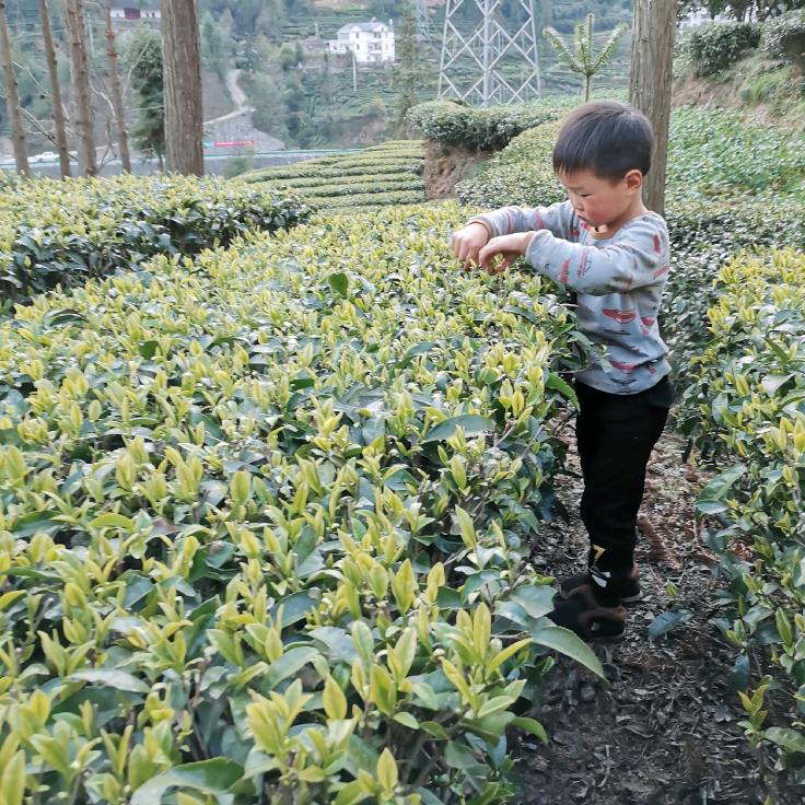 A五峰茶