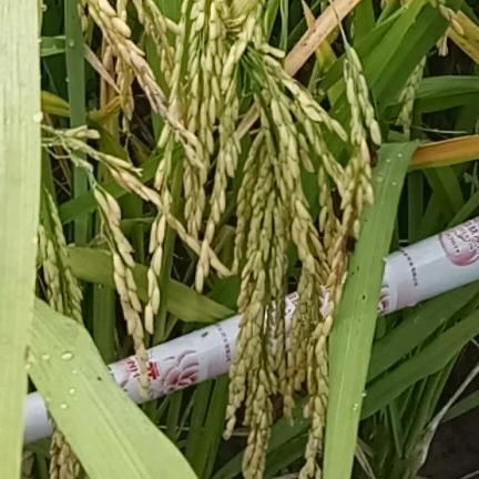 朵豆