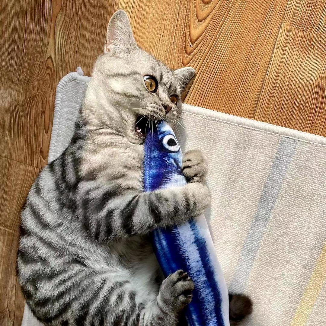 小张飞酷宝