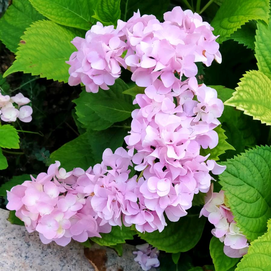 百花齐放