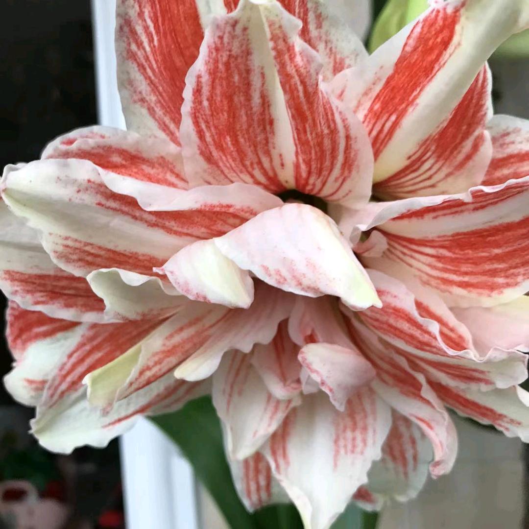小小章