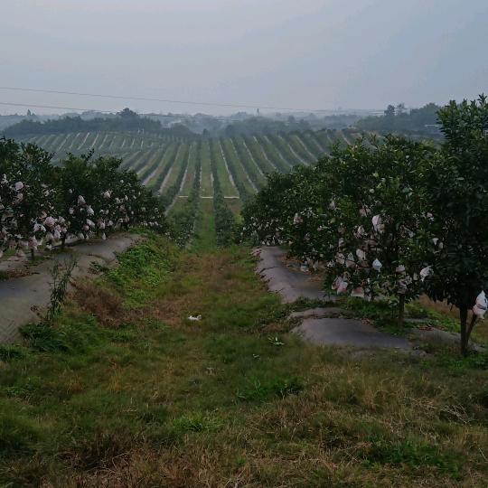 卓三哥·耙耙柑