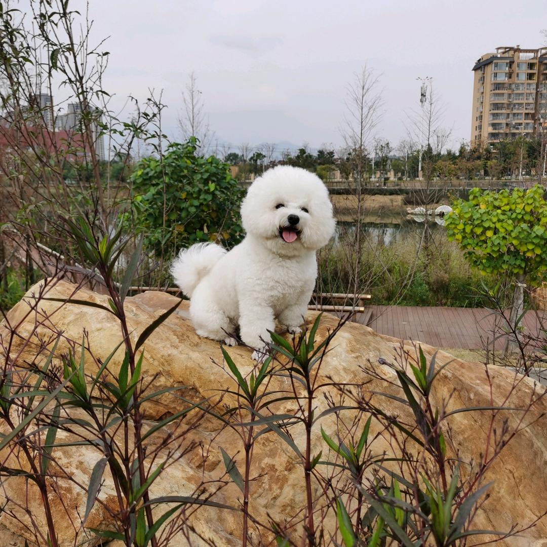 博旺