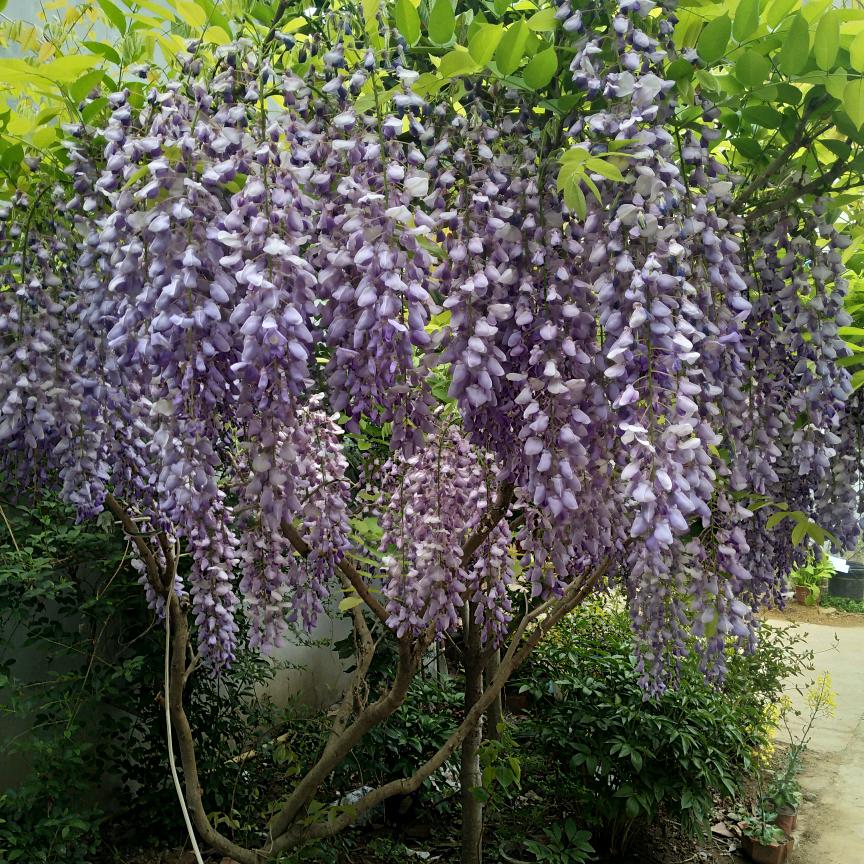 花好月圆丁哥