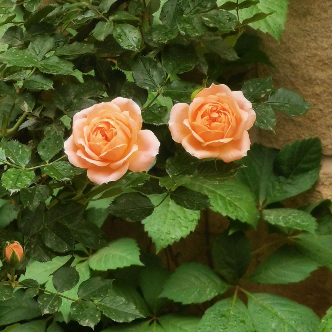 用户762420922漁夫