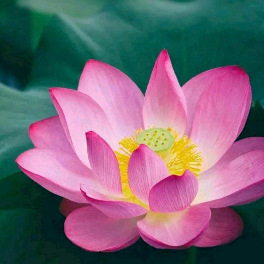 蓝莲花 shirley