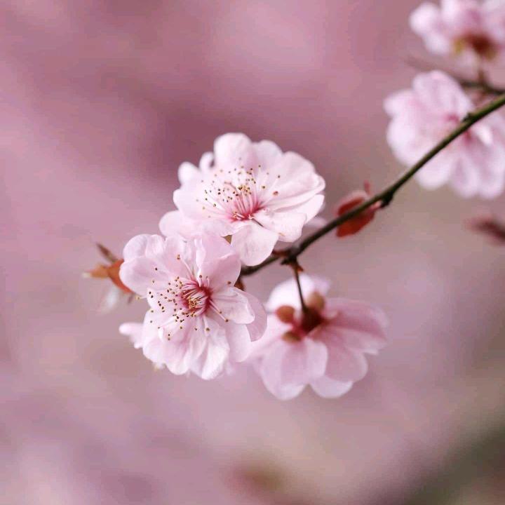 茉莉花开