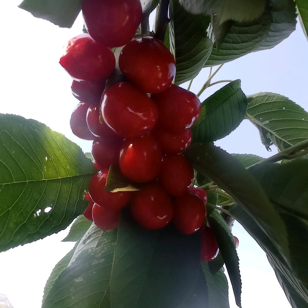 明天的太阳lvjifang