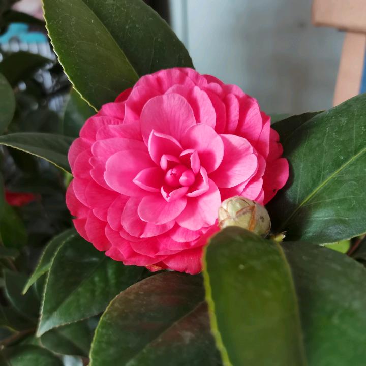 玉湖红叶