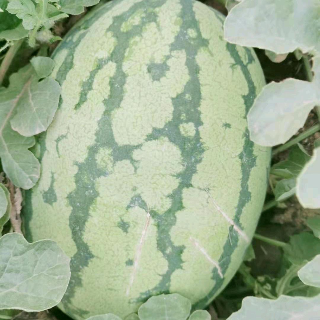 徐怀清(西瓜大王老徐)