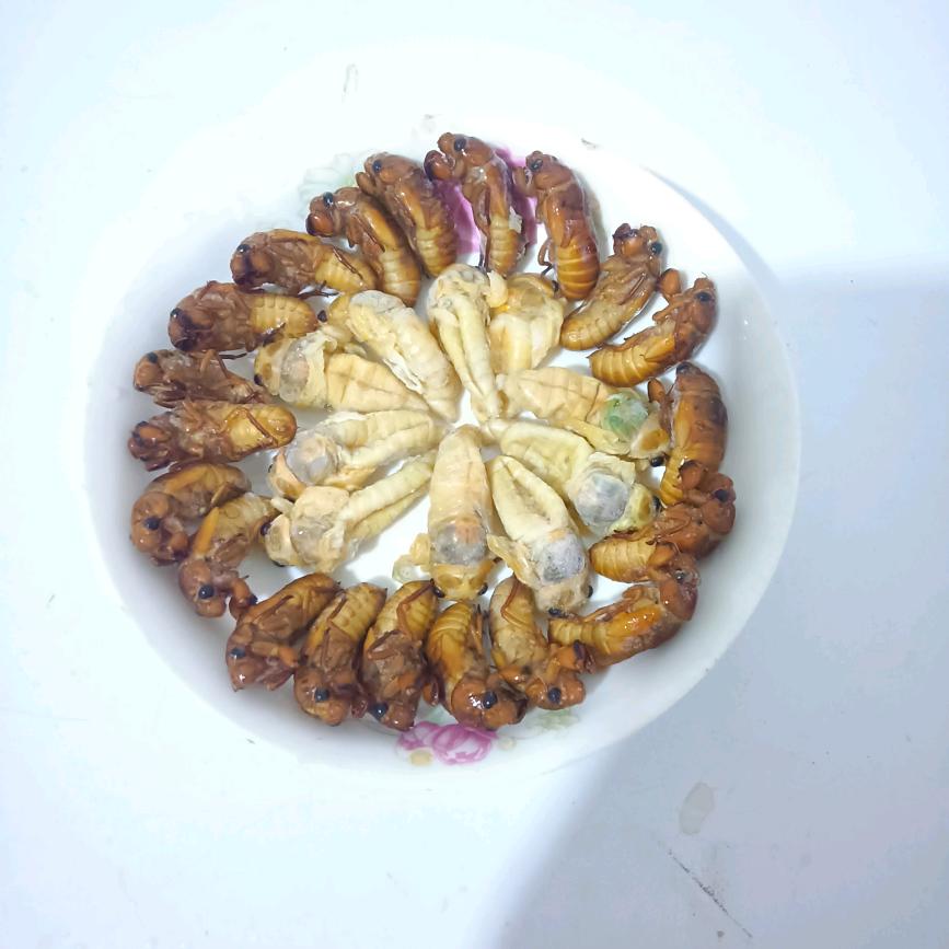 风雨人生♥收*金蝉*银蝉*金蝉壳