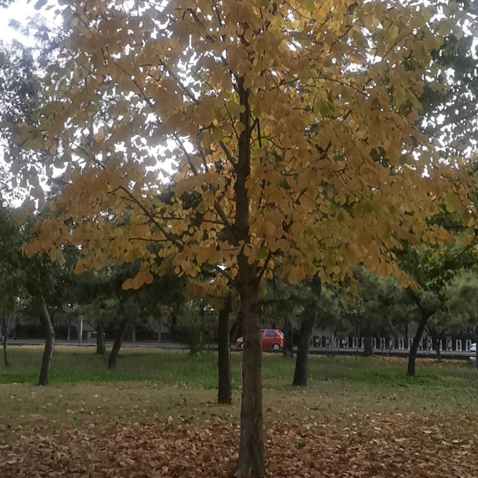 森林漫步