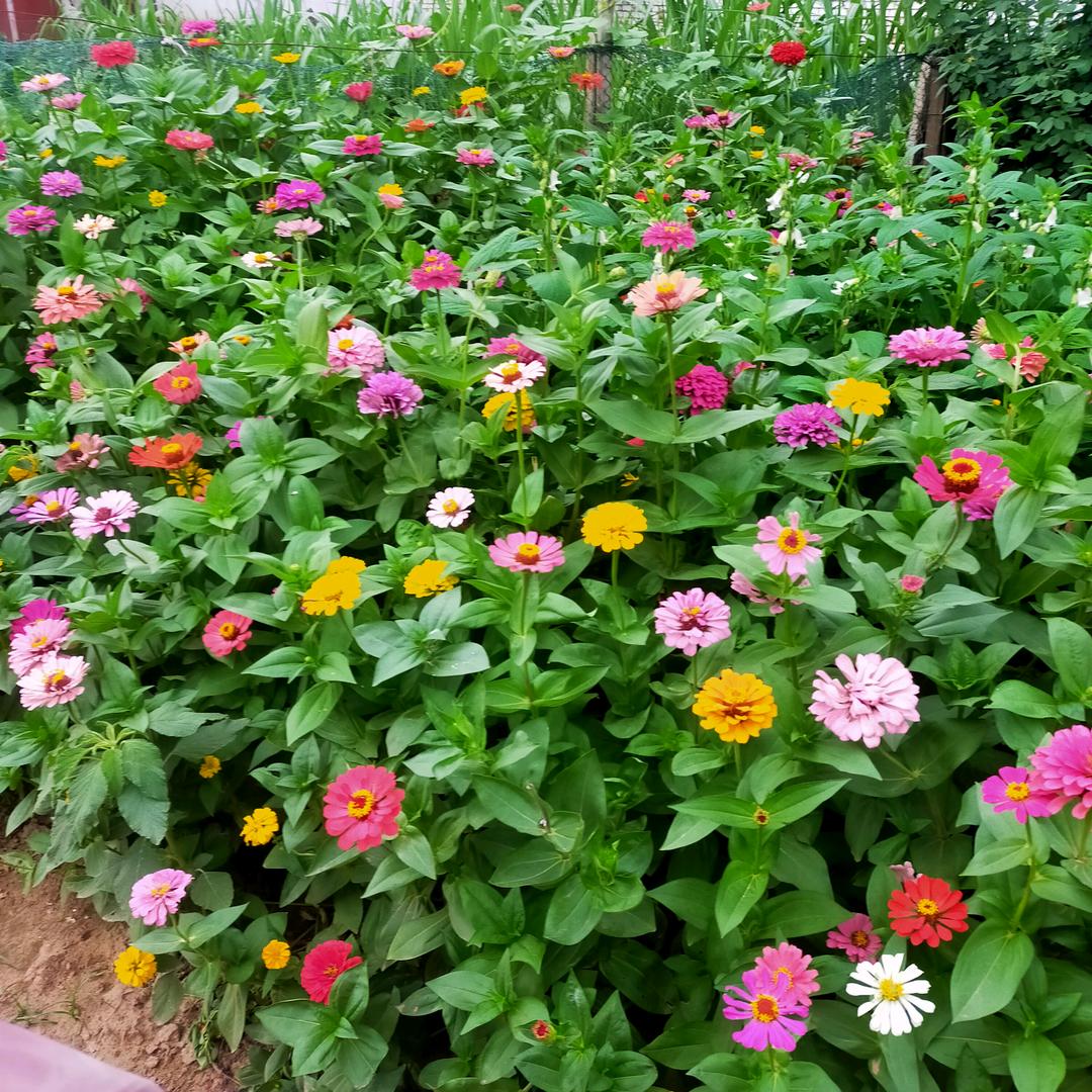 辛福一家人崔家二小姐