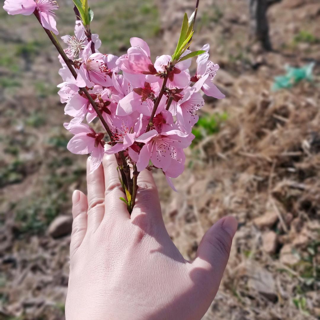月丫头