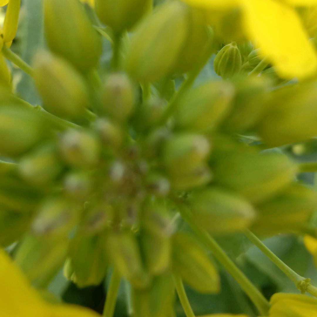 草草