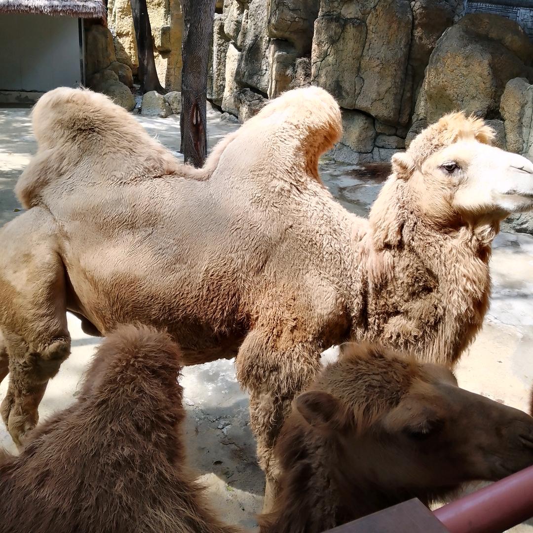 洋    🐑   🐑