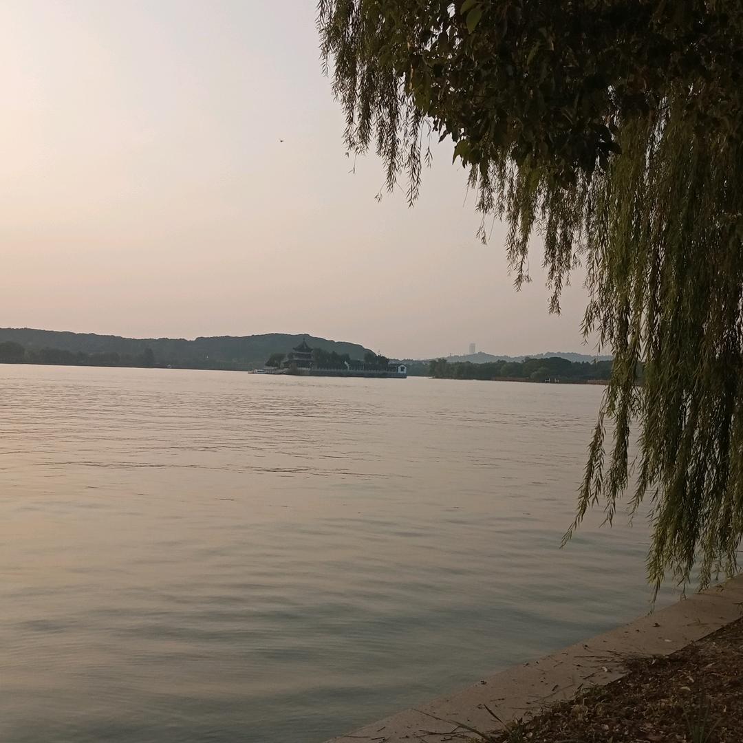刘和菊