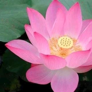荷塘月色🦋