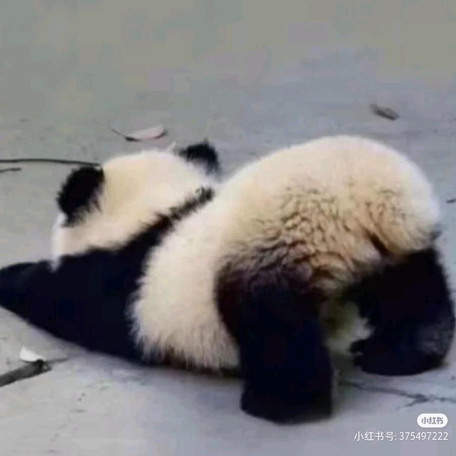 不上岸不改名🇨🇳