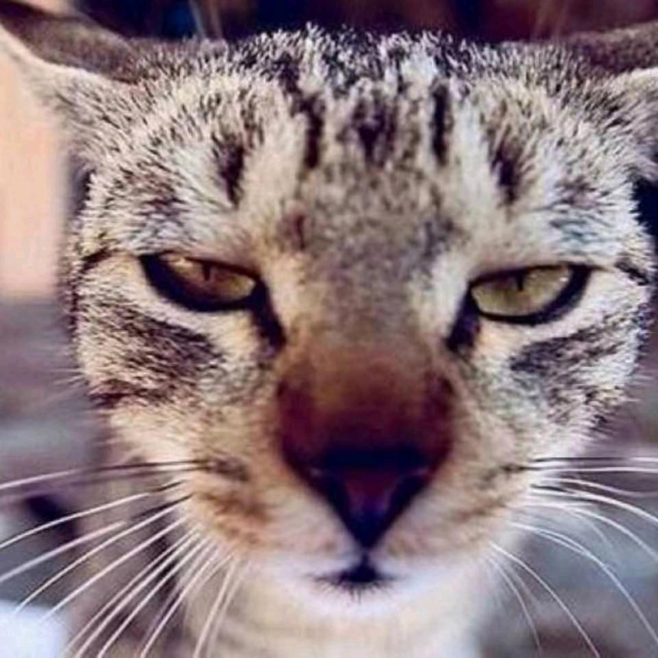 小猫同志