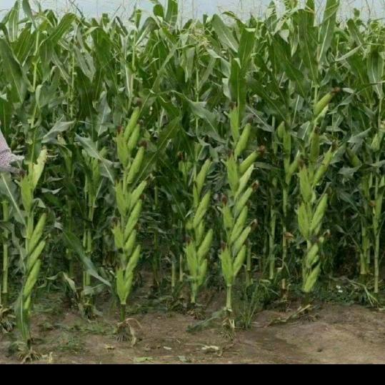 孤单的人，举头含泪问苍天，为何深爱手难牵