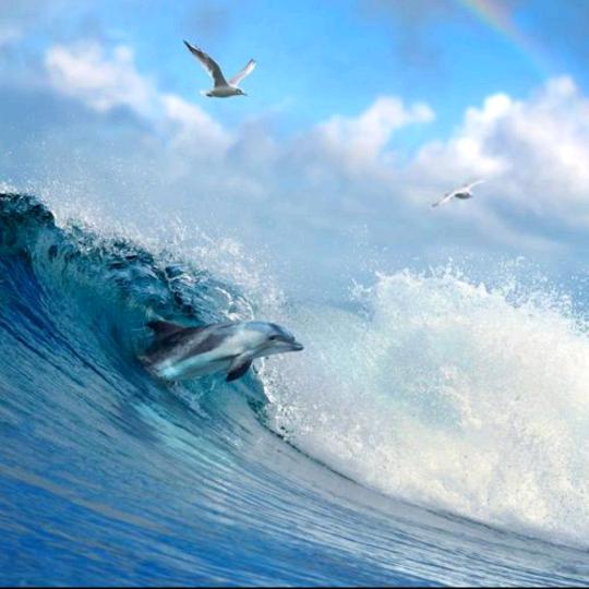 鳶飛魚躍