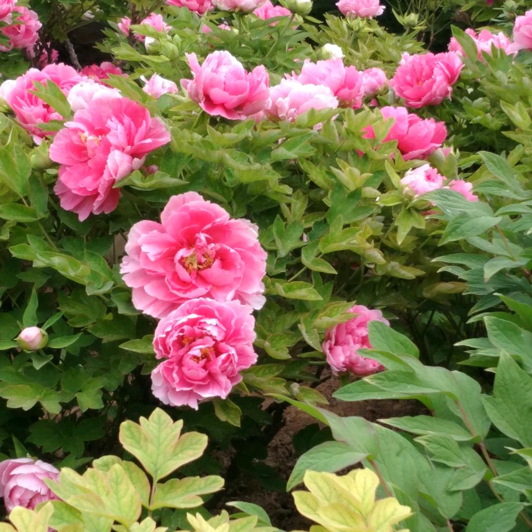 好运🌻暴张🌴