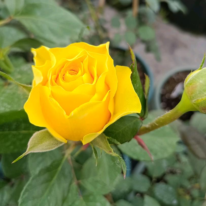 奶罐花卉