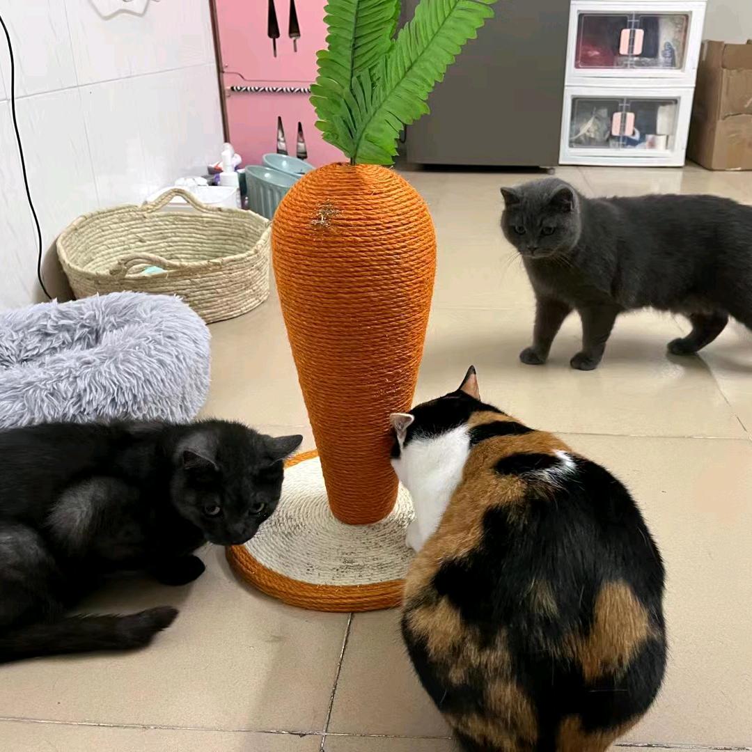 歪猫人