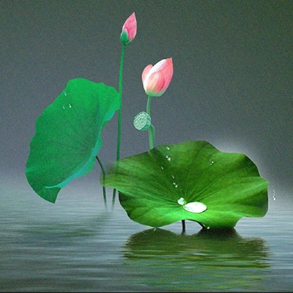 海棠