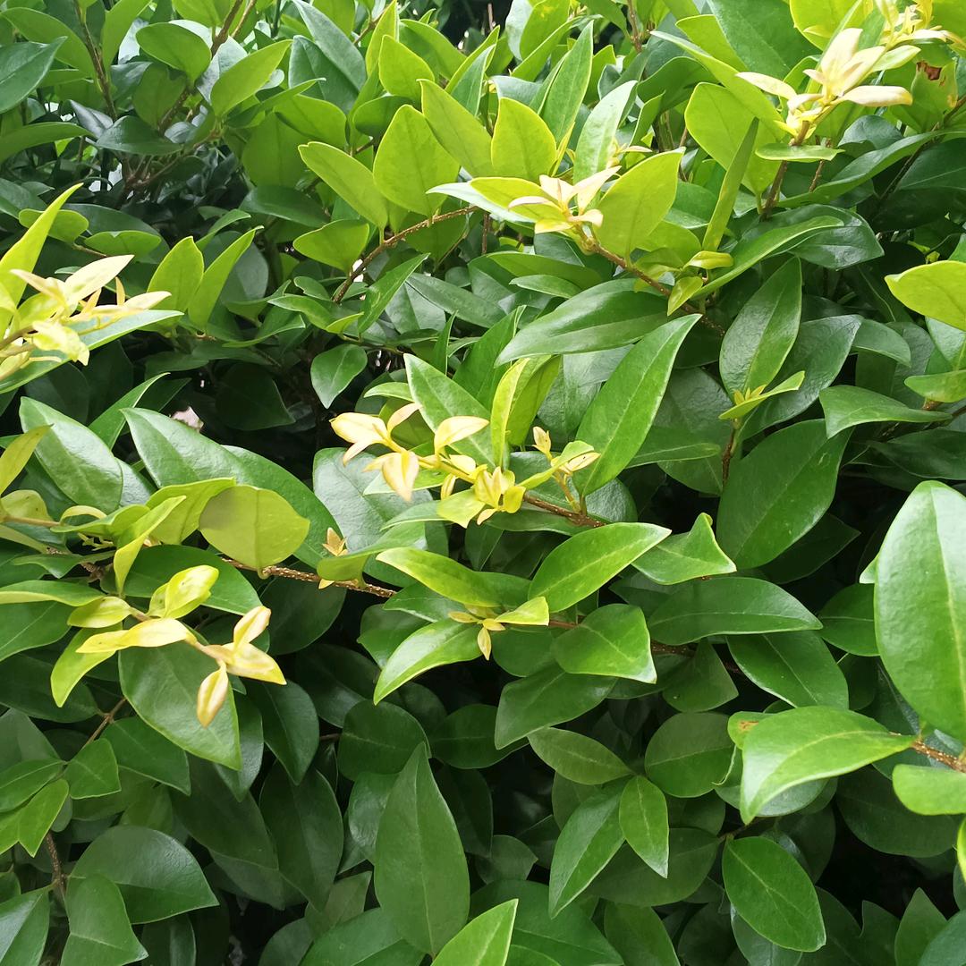 格鲁比婴童（大润发店）