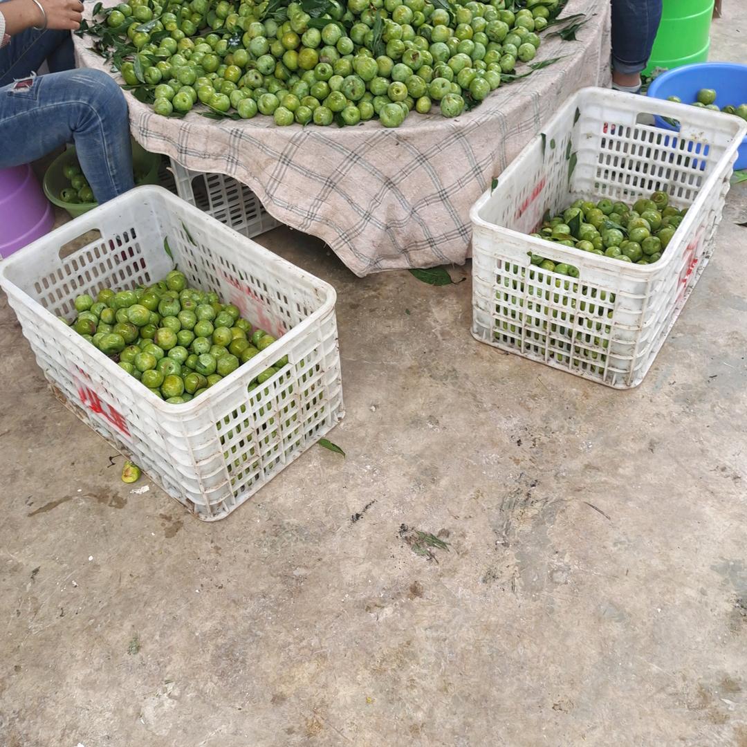 飞哥神枪