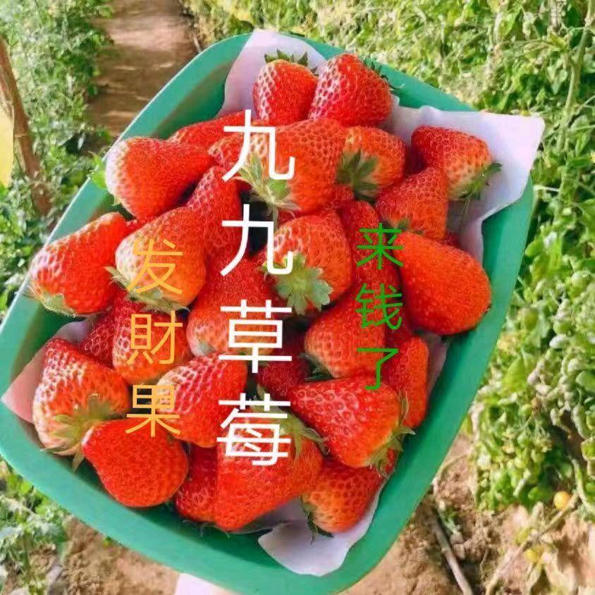 草莓祥哥