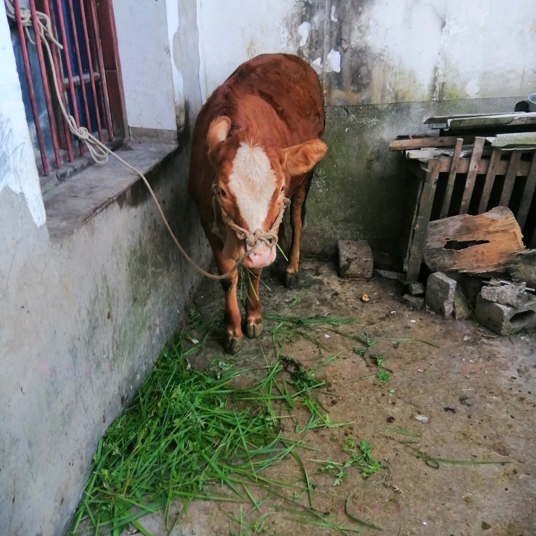 农村养牛，现学现养。
