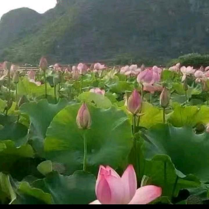 小手冰凉