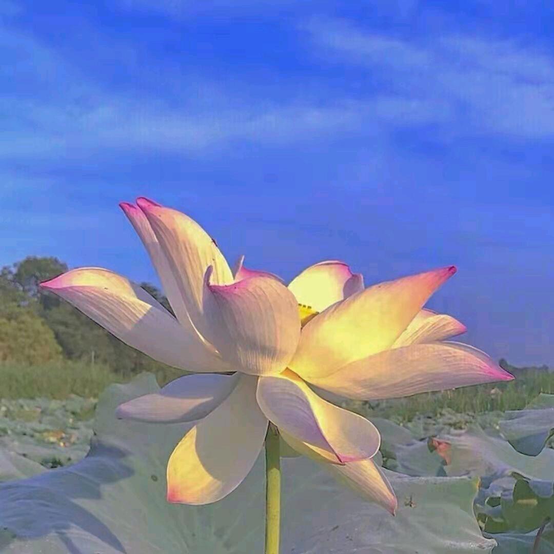 王发玉
