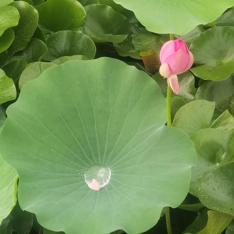 微生物菌剂:清调补（探索生物科技）