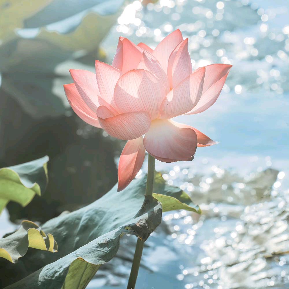 郑家班~河南🌿钧婷